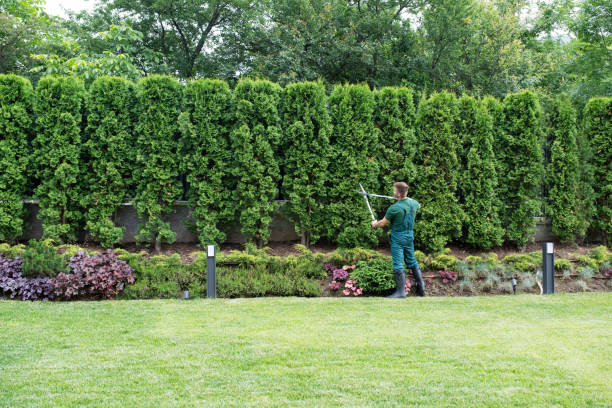 Professional Tree Removal and Landscaping Services in Hallsville, MO